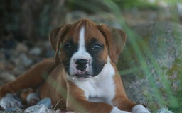 Boxer dogs for sale: Stacy - Image 1