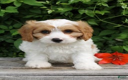 Cavapoo dogs for sale: Monty - Image 1