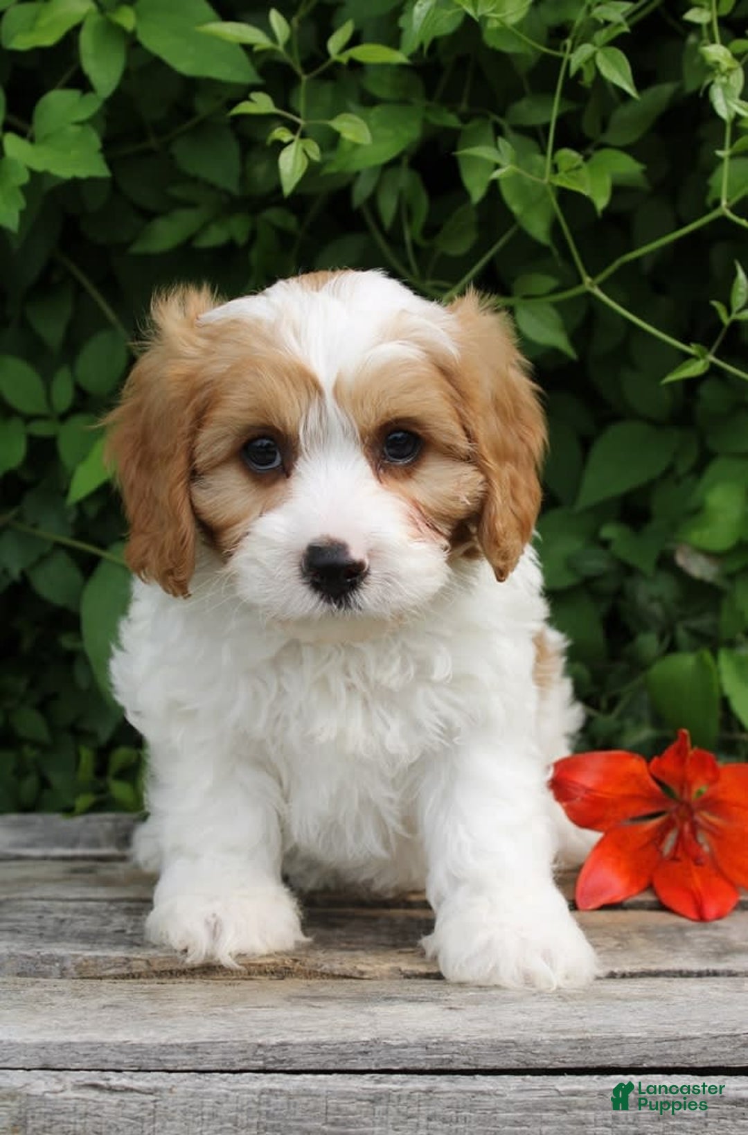 Cavapoo dogs for sale: Monty - Image 1