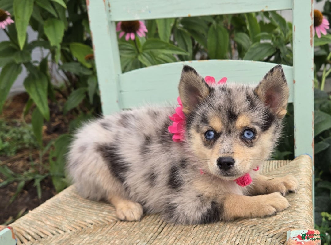 Pomsky dogs for sale: Pansy - Image 3