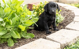 Labrador Retriever dogs for sale: Buffy - Image 3