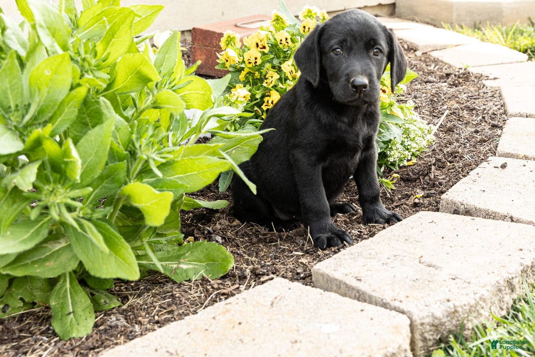 Labrador Retriever dogs for sale: Buffy - Image 3