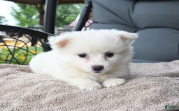 American Eskimo dogs for sale: Jenny - Image 2