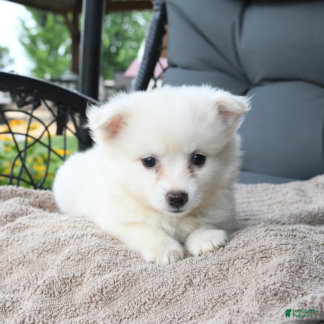 American Eskimo dogs for sale: Jenny - Image 2