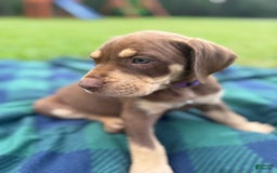 Catahoula Leopard Dog dogs for sale: Purple - Image 3