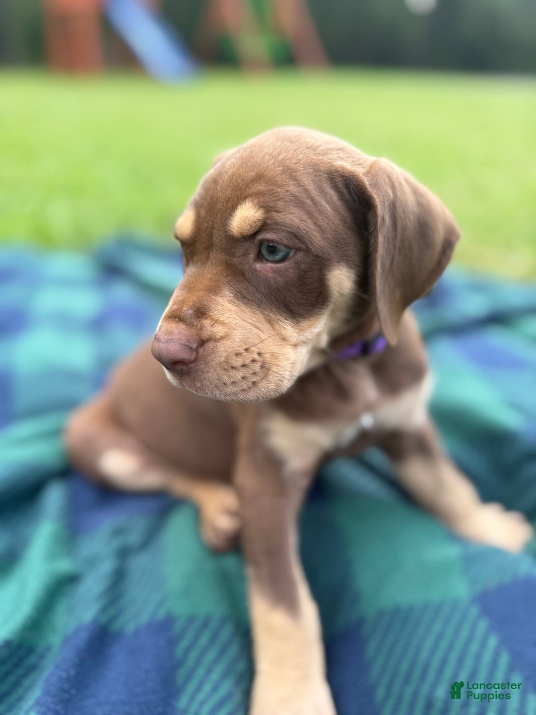 Catahoula Leopard Dog dogs for sale: Purple - Image 3