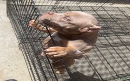 American Bully dogs for sale: Lance - Image 6