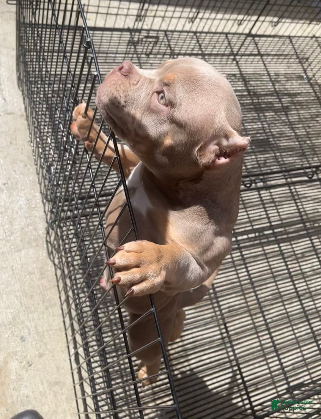 American Bully dogs for sale: Lance - Image 6