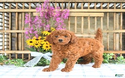 Mini Goldendoodle dogs for sale: Kassia - Image 2