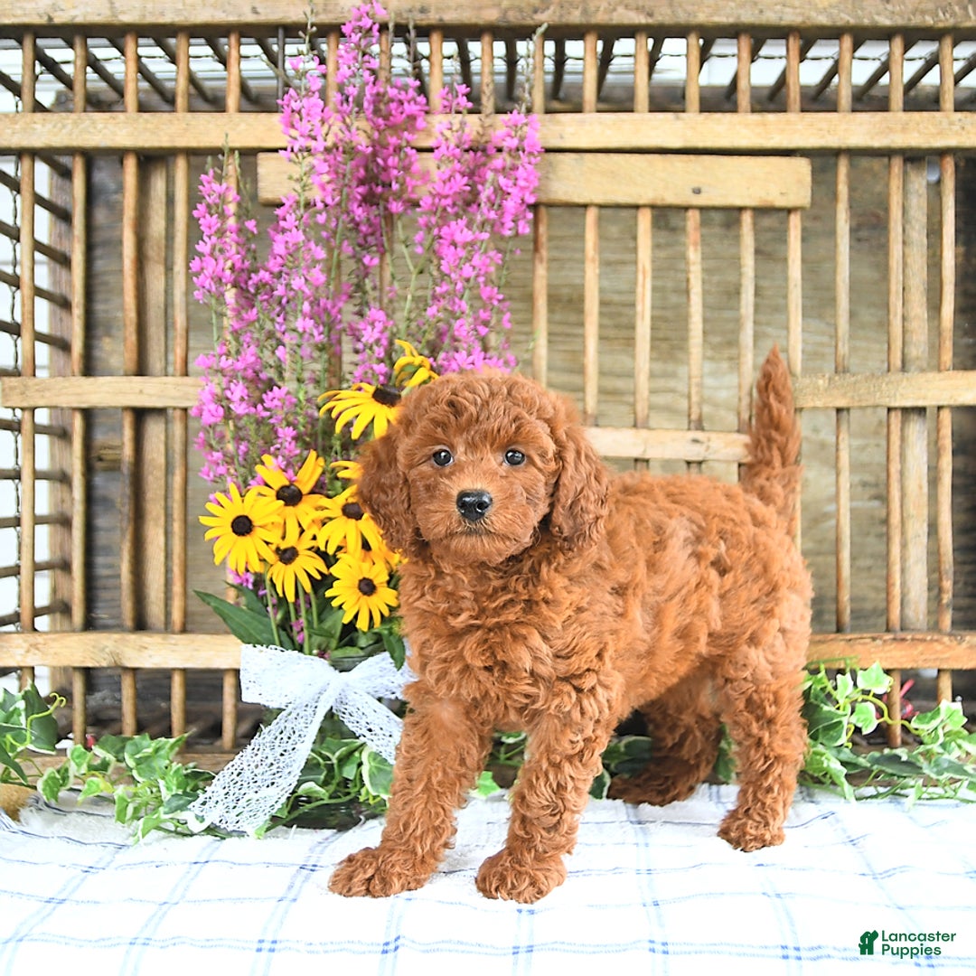 Mini Goldendoodle dogs for sale: Kassia - Image 2