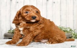 Cavapoo dogs for sale: Tommy - Image 7
