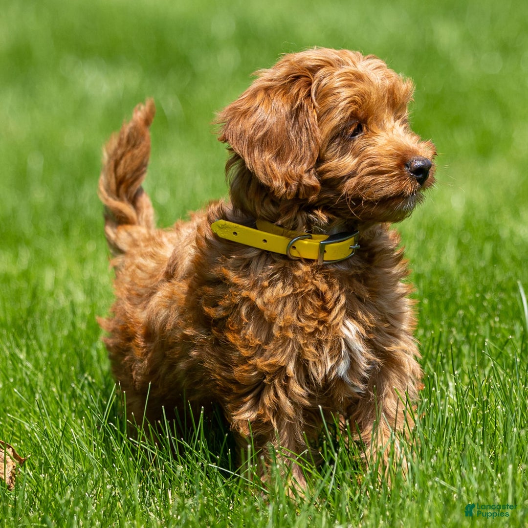 Goldendoodle dogs for sale: April - Image 9