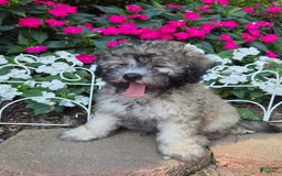 Shihpoo dogs for sale: Muffin - Image 2