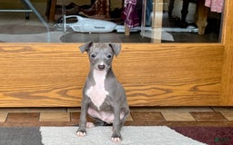 Italian Greyhound dogs for sale: Cj - Image 2