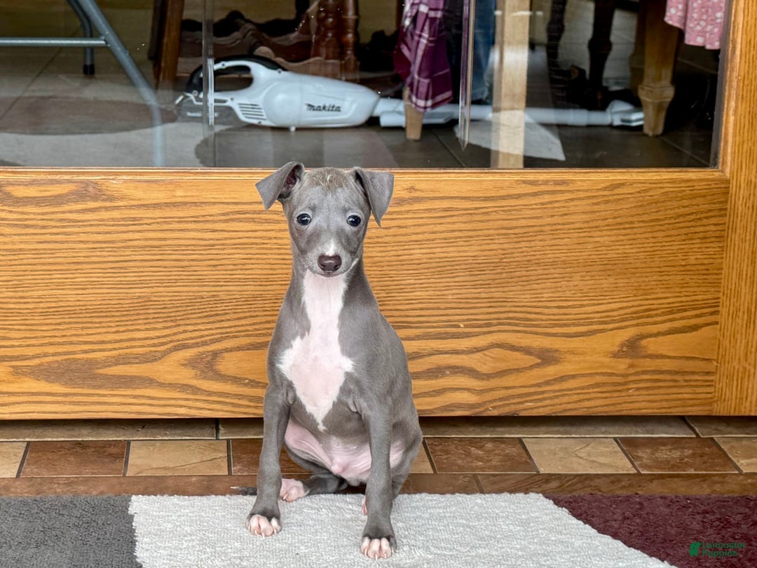 Italian Greyhound dogs for sale: Cj - Image 2