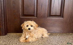 Maltipoo dogs for sale: Robbie - Image 2