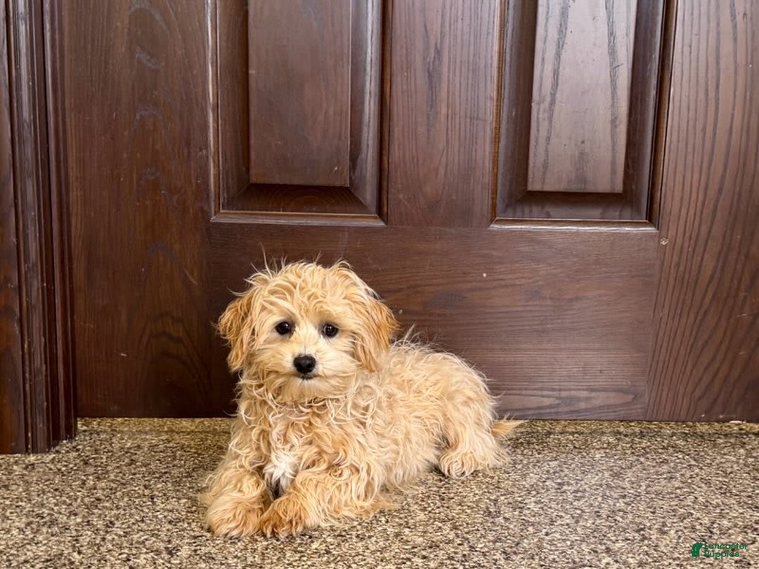 Maltipoo dogs for sale: Robbie - Image 2