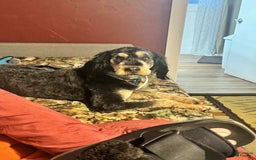 Bernedoodle dogs for sale: Coal - Image 2