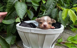 Chihuahua dogs for sale: Armani - Image 8