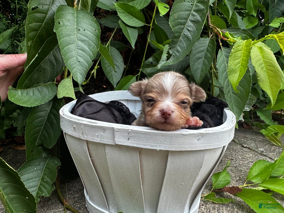 Chihuahua dogs for sale: Armani - Image 8