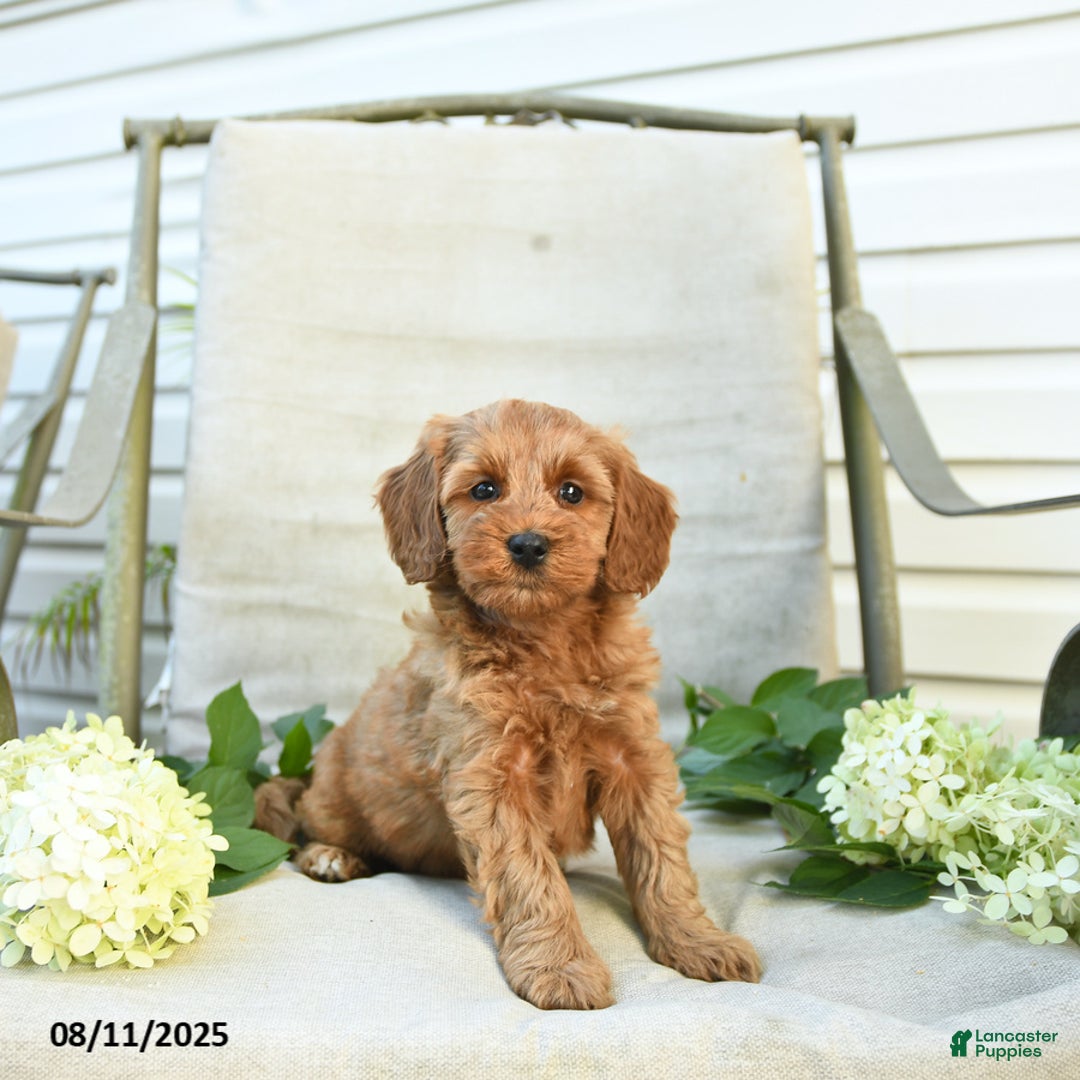 Mini Goldendoodle dogs for sale: Jewel - Image 3