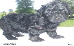 Yorkiepoo dogs for sale: Mack - Image 14