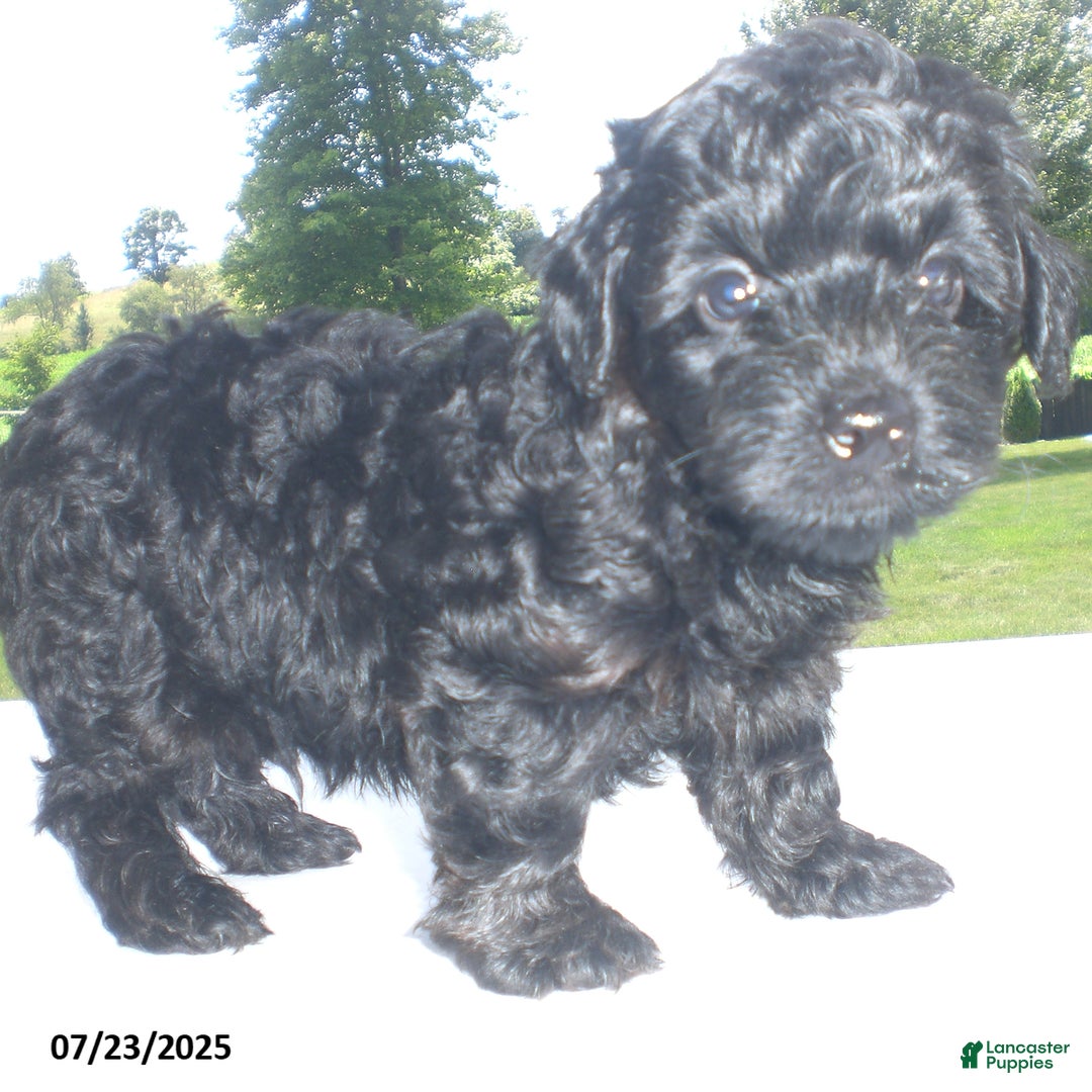 Yorkiepoo dogs for sale: Mack - Image 14