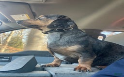 Dachshund dogs for sale: Fiona - Image 7