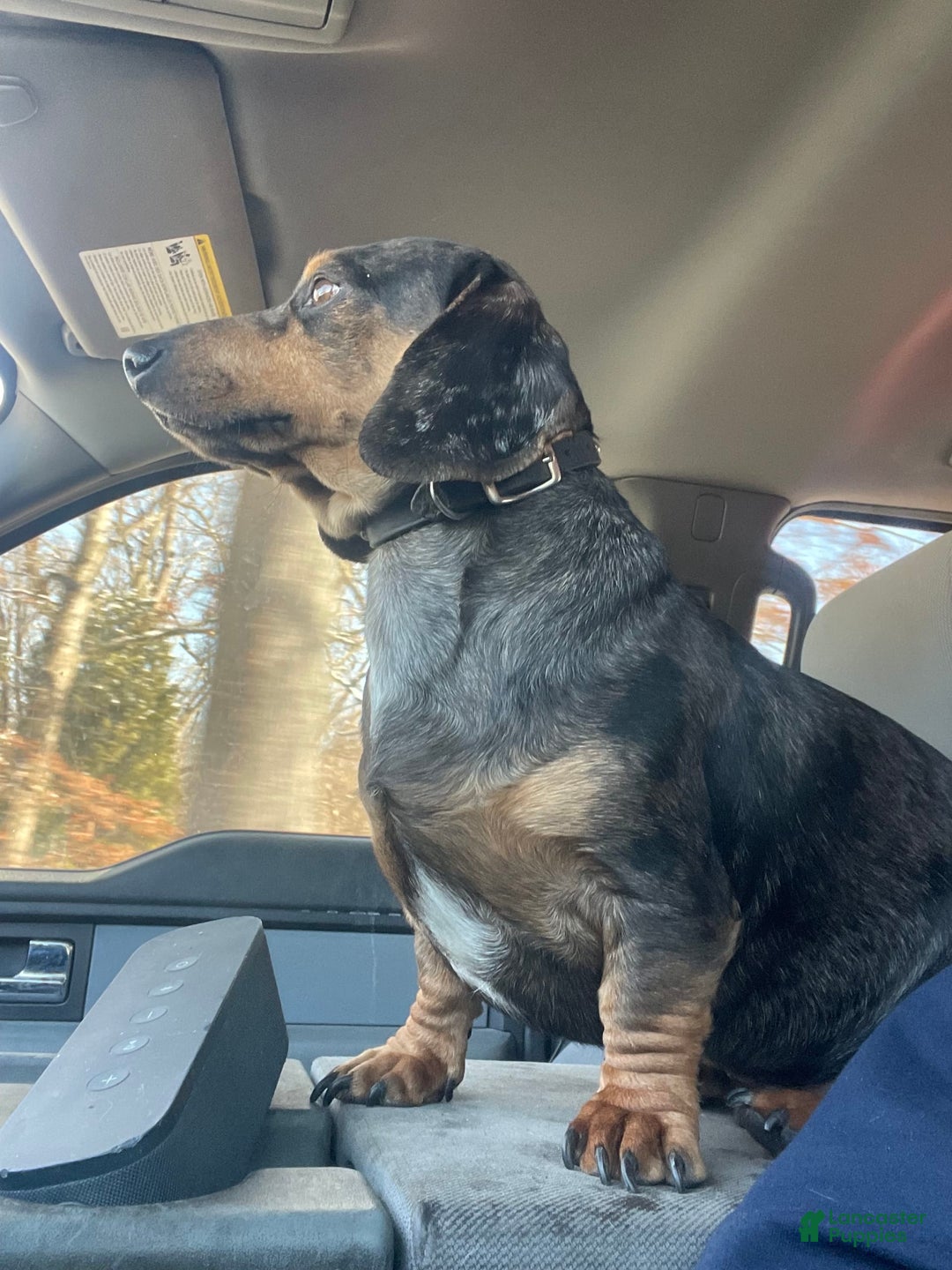 Dachshund dogs for sale: Fiona - Image 7