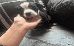 American Bully dogs for sale: Jade - Image 2