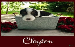 Bernedoodle dogs for sale: Clayton - Image 5