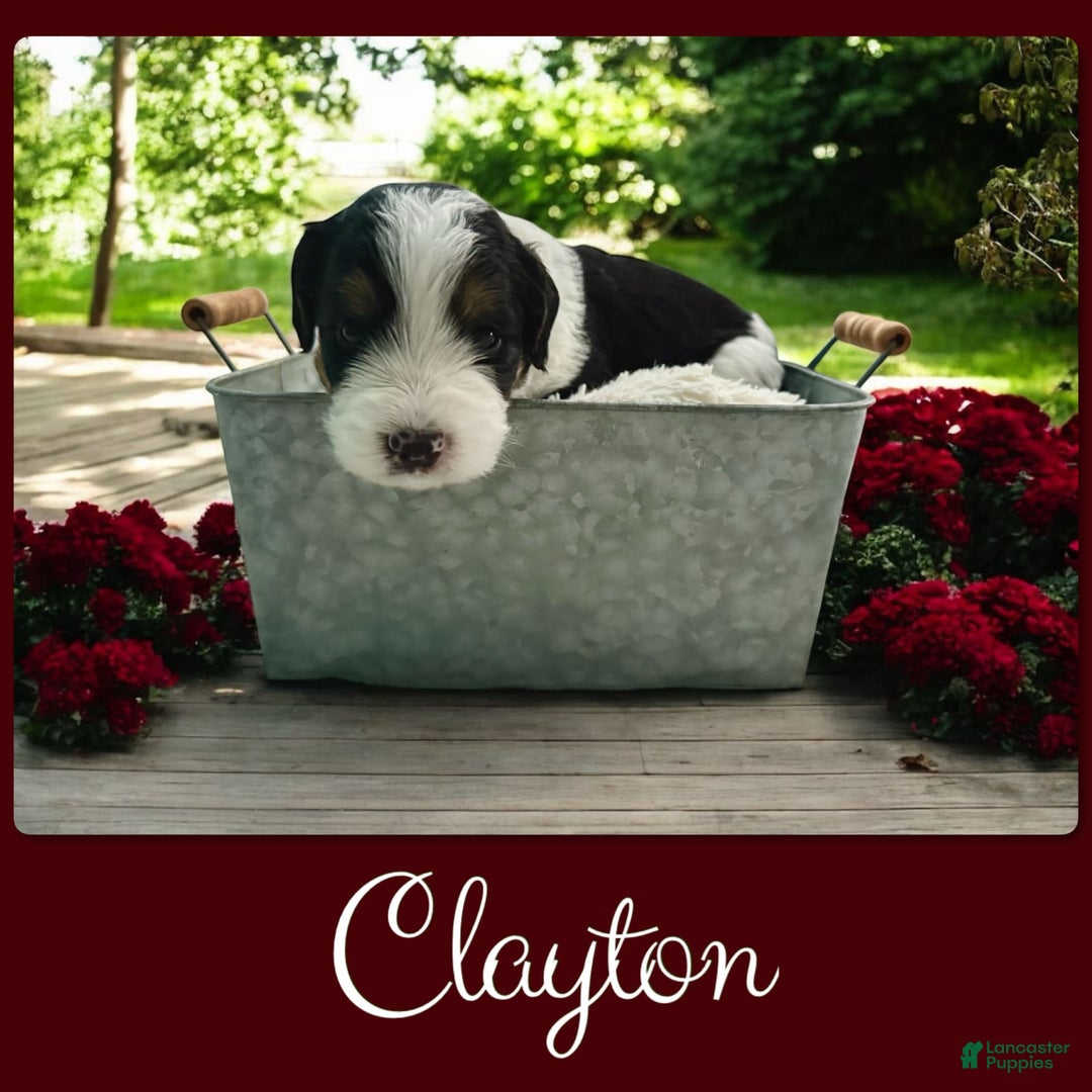 Bernedoodle dogs for sale: Clayton - Image 5