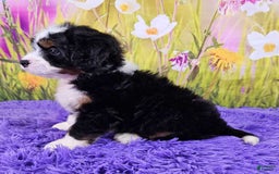 Mini Bernedoodle dogs for sale: Lennon Mini - Image 3