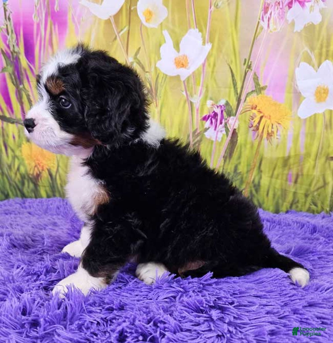 Mini Bernedoodle dogs for sale: Lennon Mini - Image 3