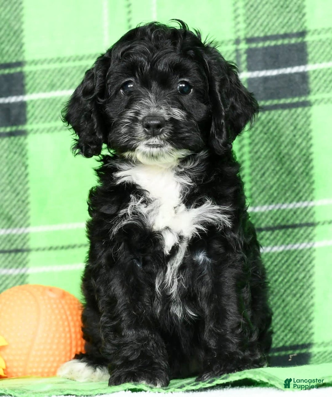 Cockapoo dogs for sale: Vance - Image 3