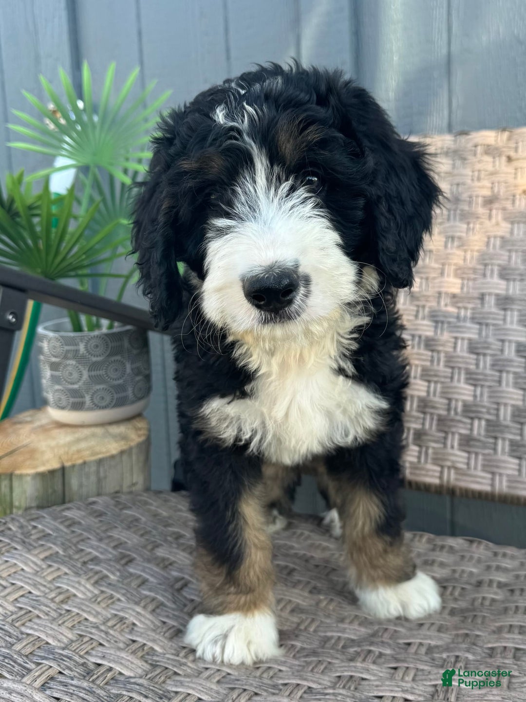 Bernedoodle dogs for sale: Lola - Image 6