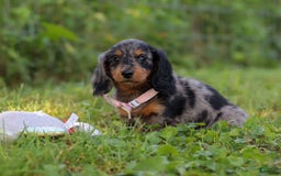 Miniature Dachshund dogs for sale: Sophie - Image 6