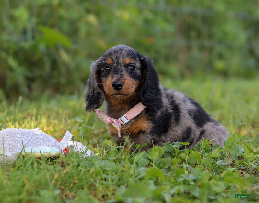 Miniature Dachshund dogs for sale: Sophie - Image 6