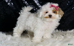 Maltipoo dogs for sale: Daisy - Image 2