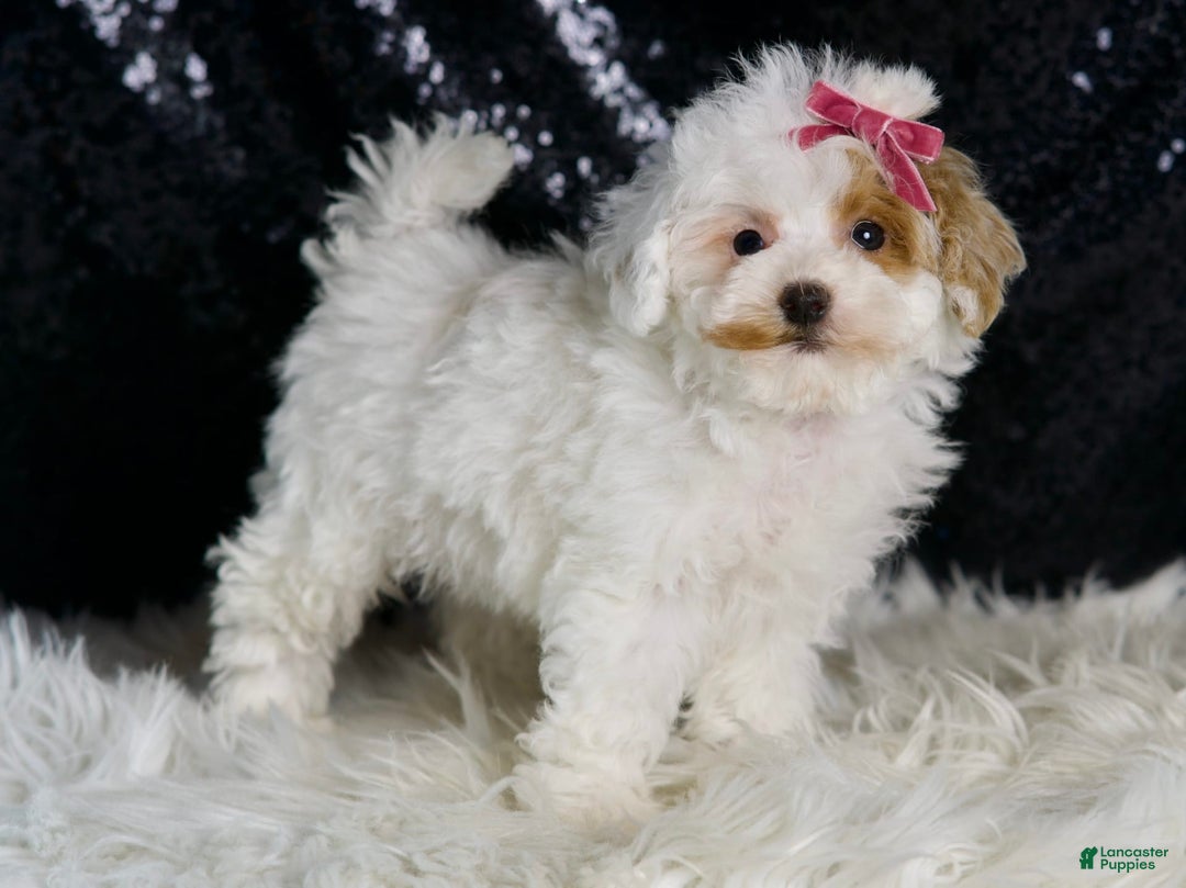 Maltipoo dogs for sale: Daisy - Image 2