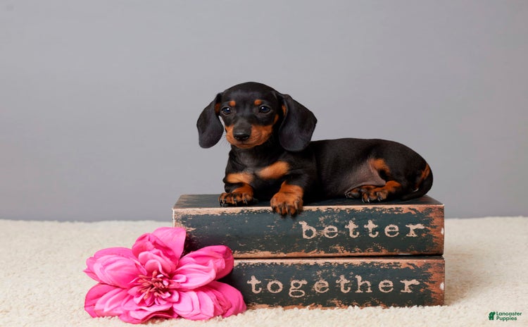 Miniature Dachshund dogs for sale - Ad 1
