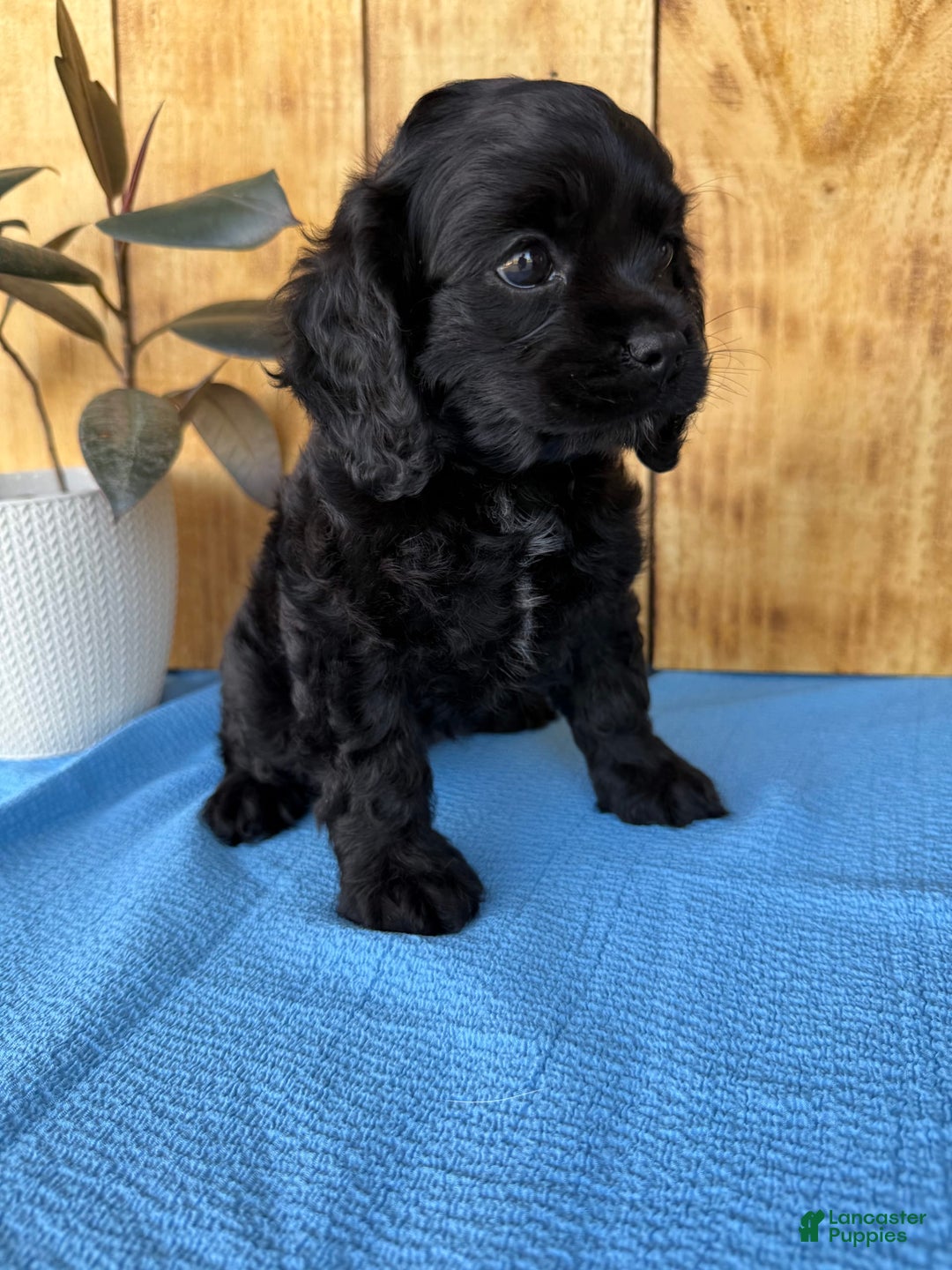 Cocker Spaniel dogs for sale: Tina - Image 10