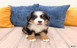 Bernese Mountain Dog dogs for sale: Ryder - Image 8