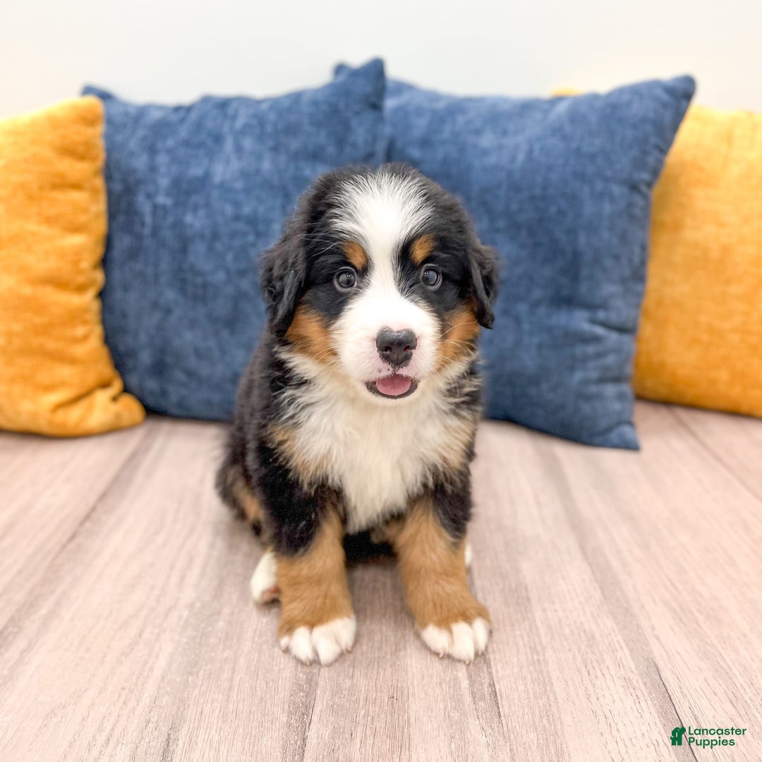 Bernese Mountain Dog dogs for sale: Ryder - Image 8