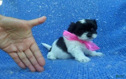 Malshi dogs for sale: Marie - Image 1