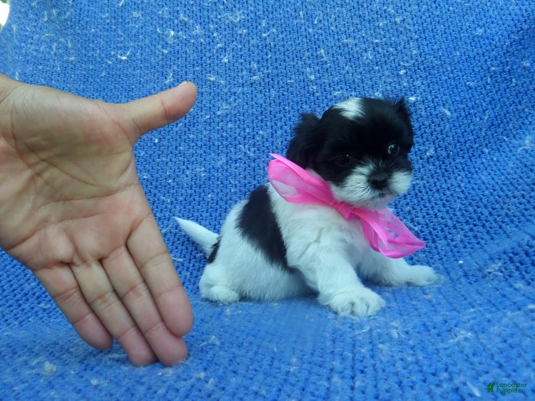 Malshi dogs for sale: Marie - Image 1