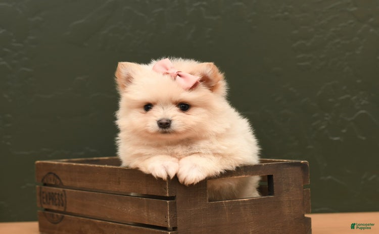 Pomeranian dogs for sale - Ad 3