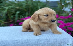 Golden Retriever dogs for sale: Tristan - Image 6