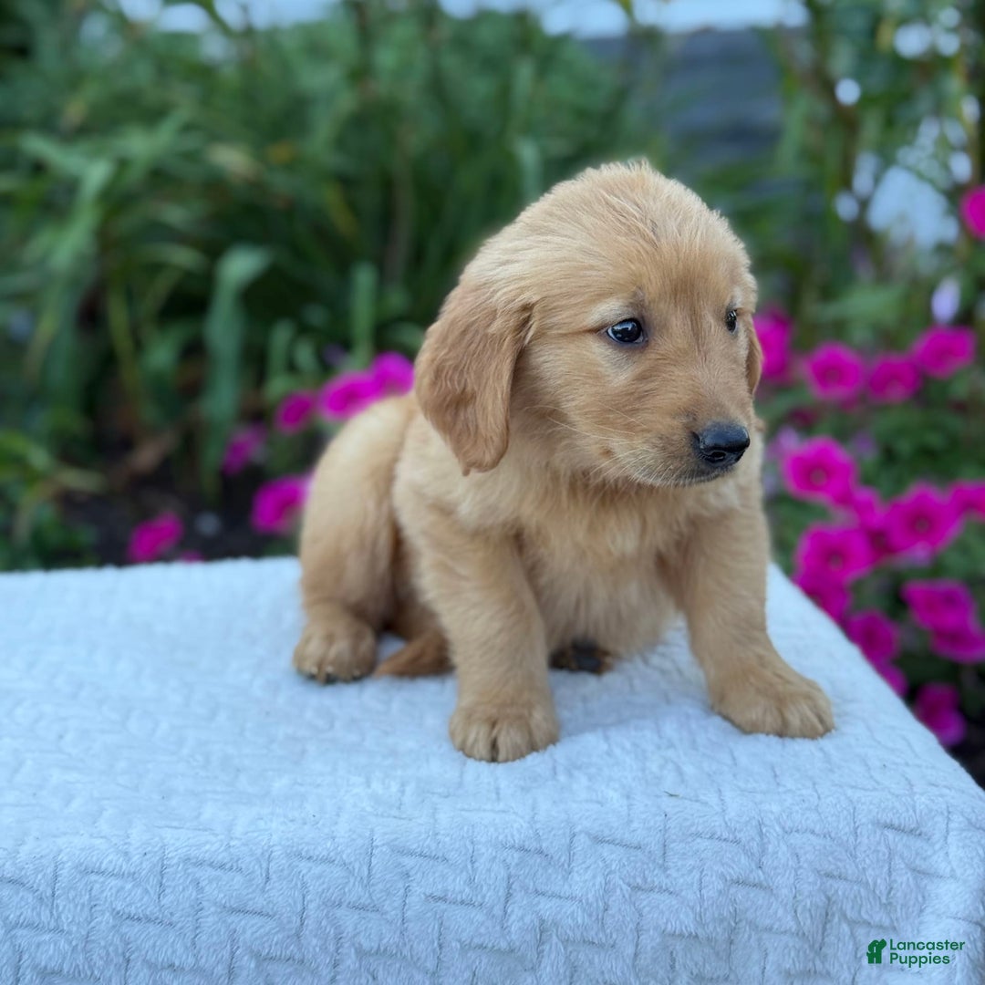 Golden Retriever dogs for sale: Tristan - Image 6
