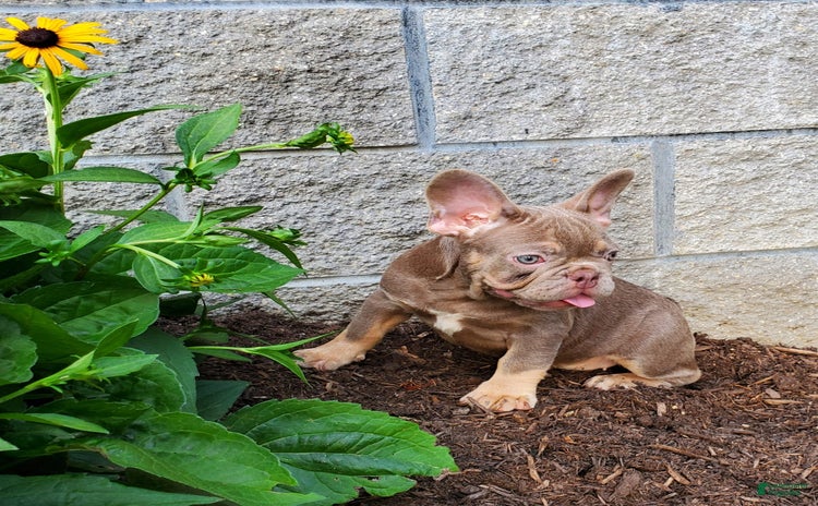 French Bulldog dogs for sale - Ad 2
